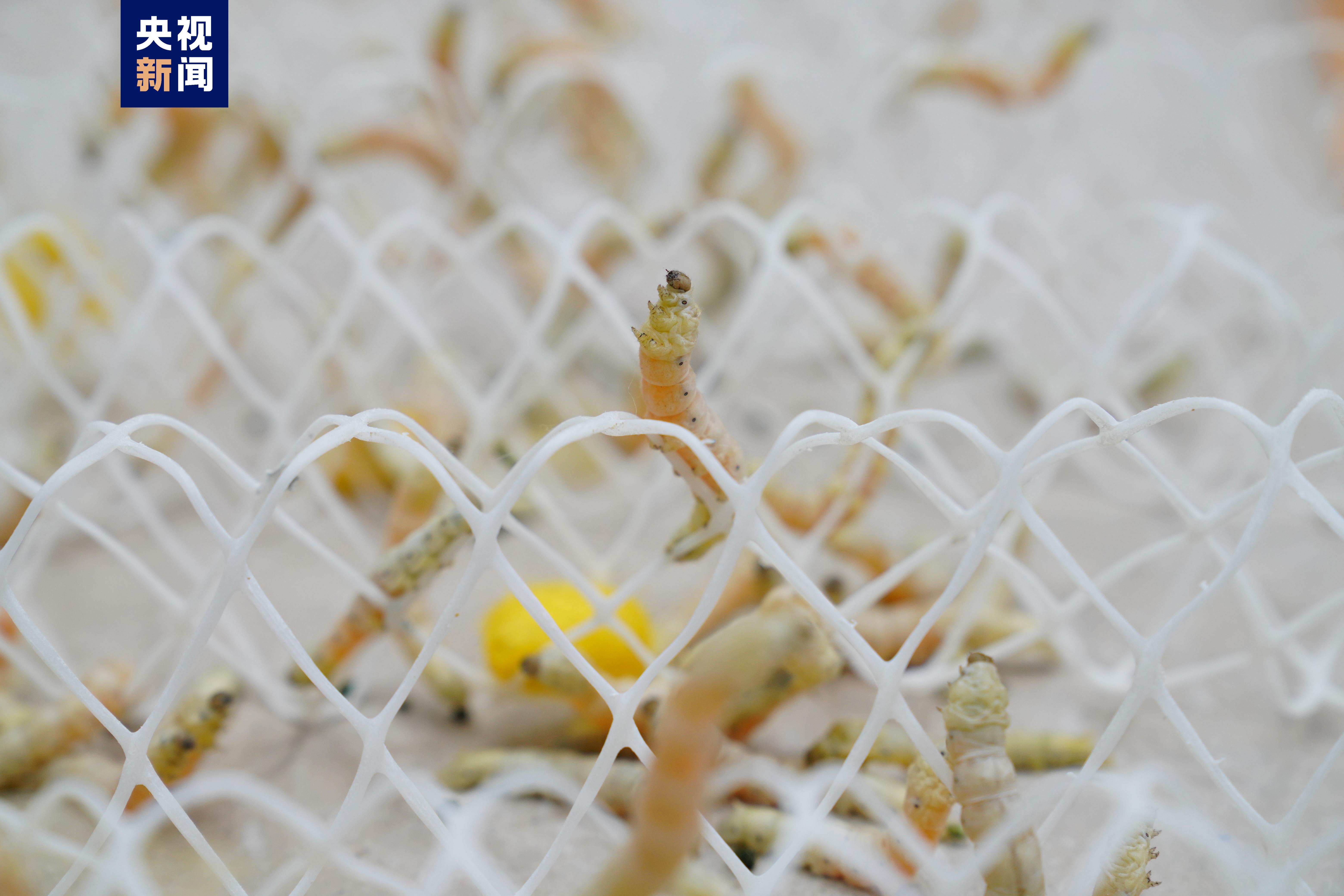 1.jpg betway88西汉姆联