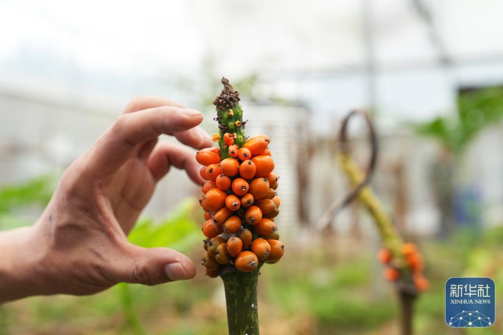 betway88西汉姆联