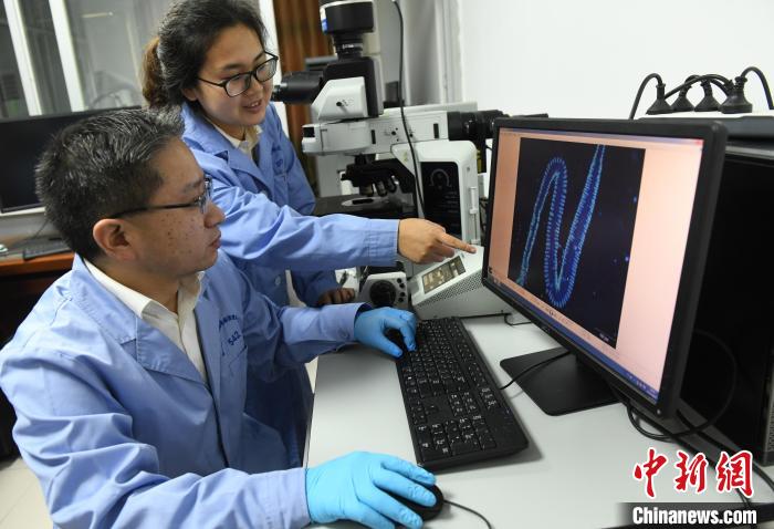 图为betway88西汉姆联家蚕基因组生物学国家重点实验室主任代方银在实验室内指导工作。　周毅 摄