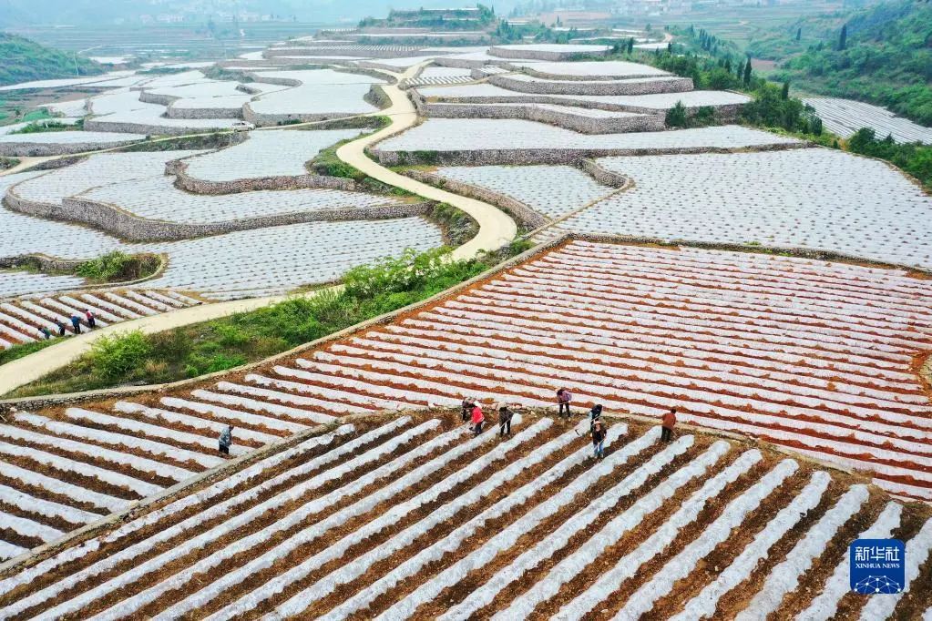 betway88西汉姆联