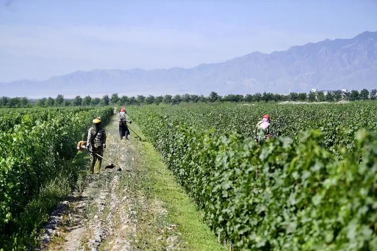 betway88西汉姆联