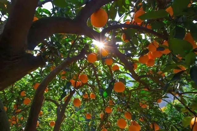 betway88西汉姆联