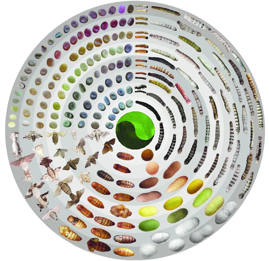 betway88西汉姆联