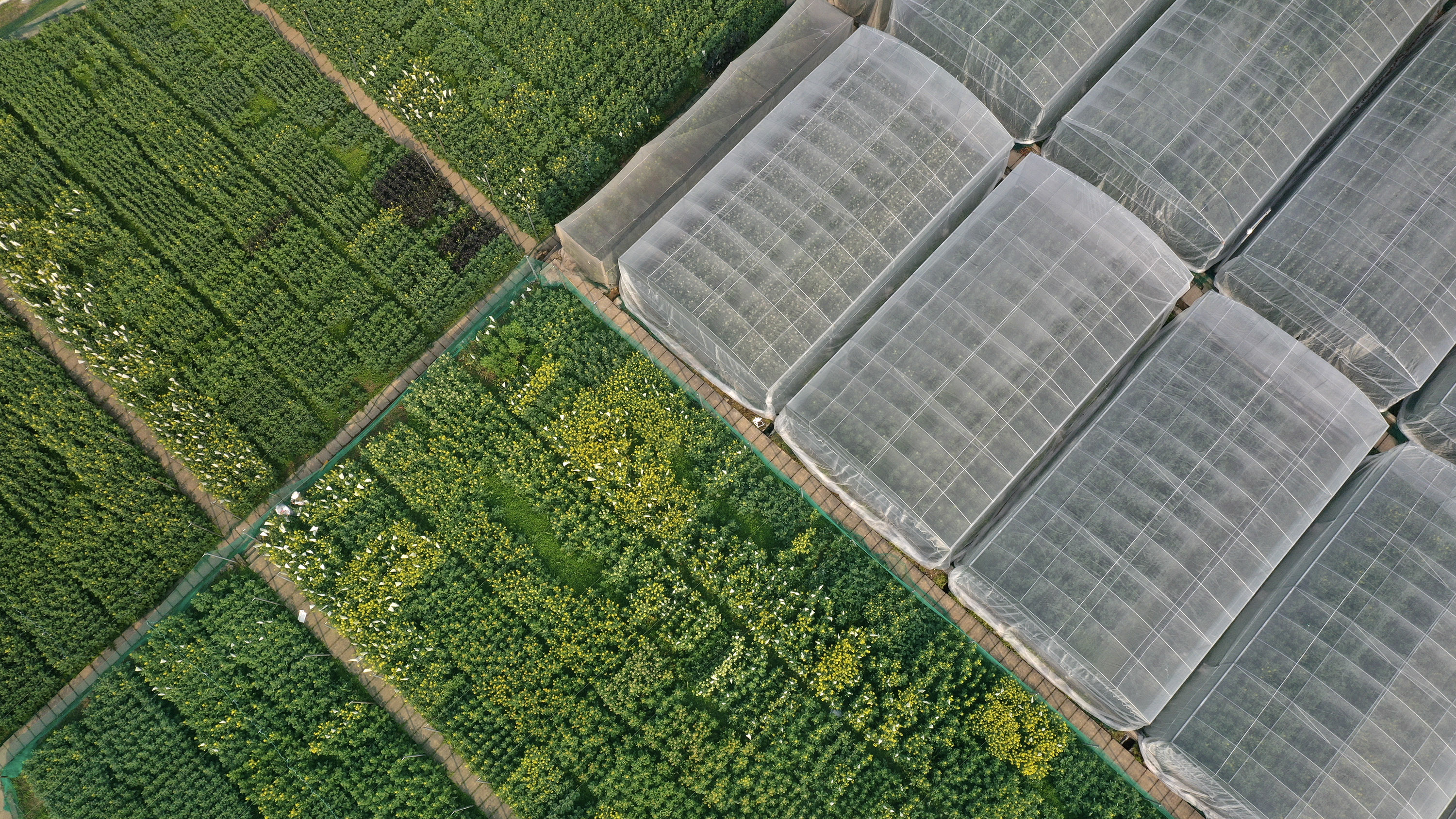 betway88西汉姆联