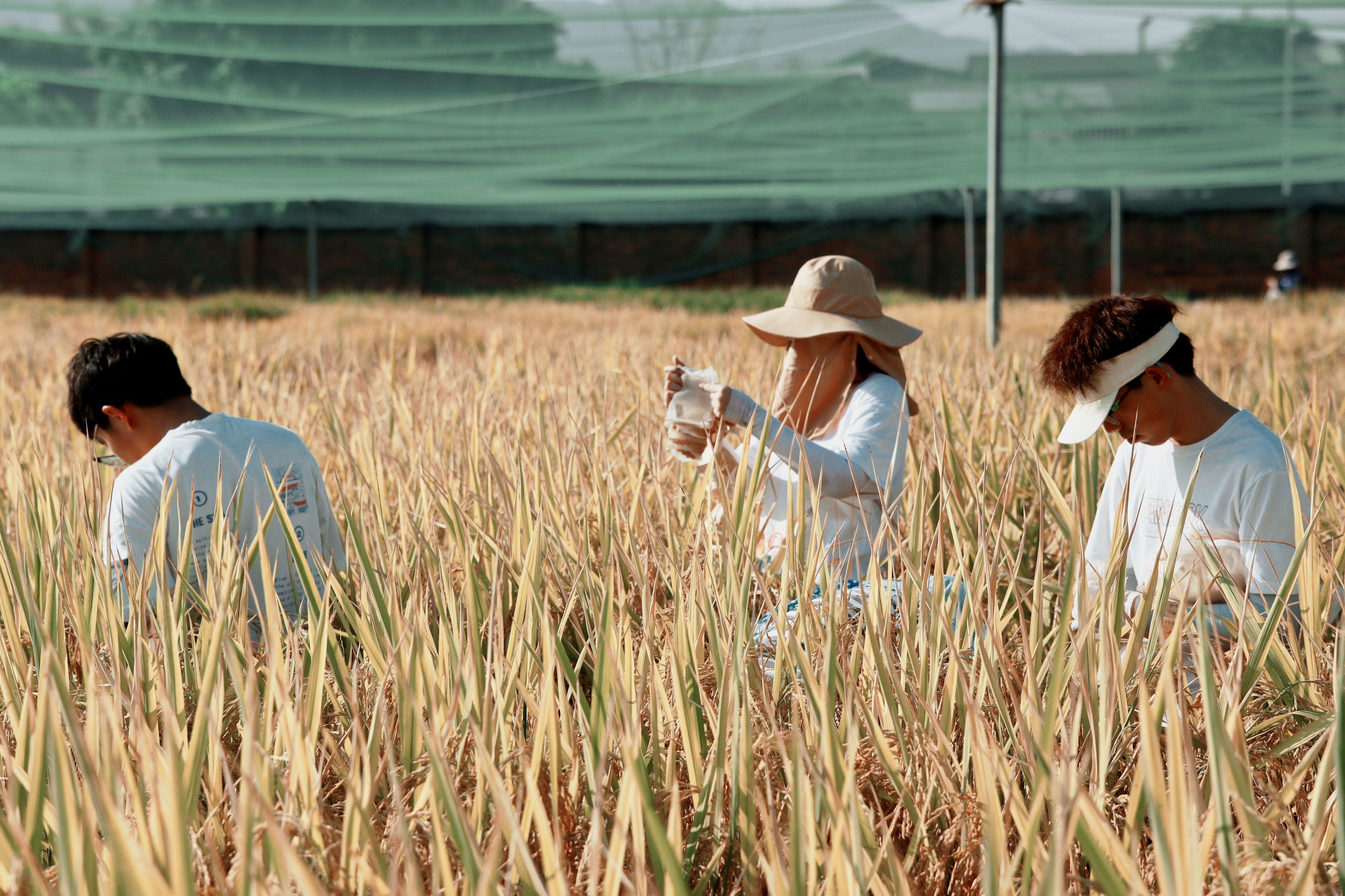 betway88西汉姆联