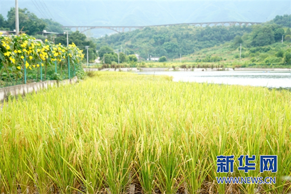 betway88西汉姆联