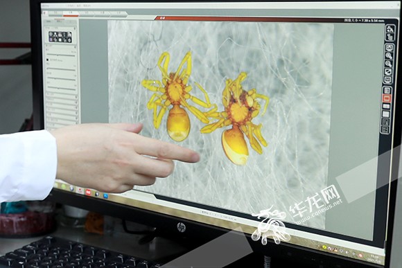 betway88西汉姆联