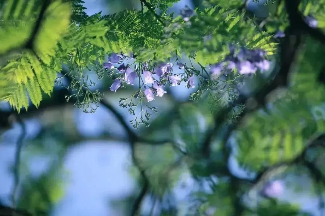 betway88西汉姆联