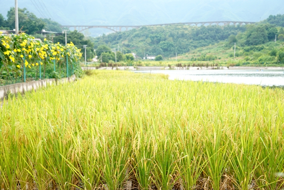 betway88西汉姆联