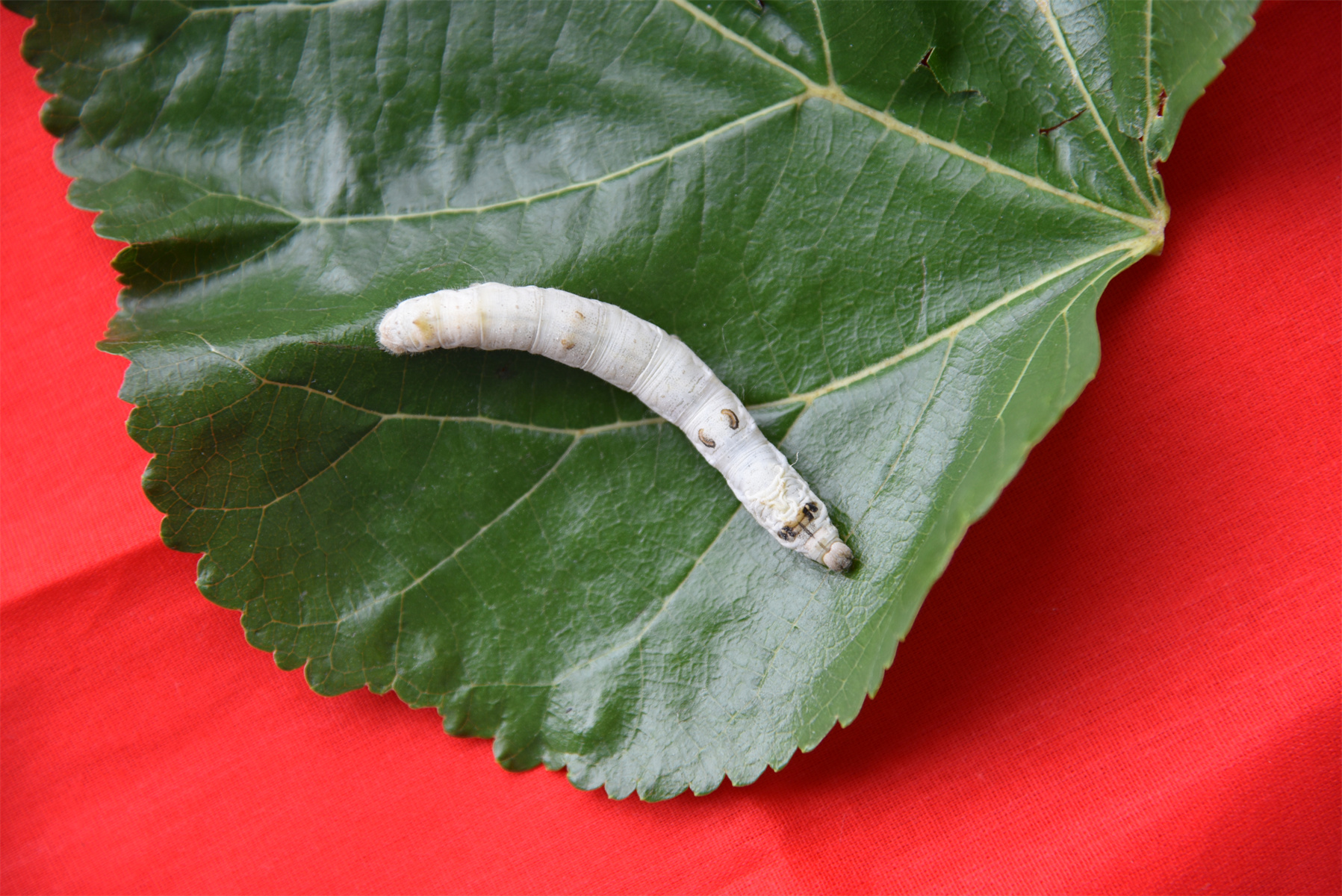 betway88西汉姆联