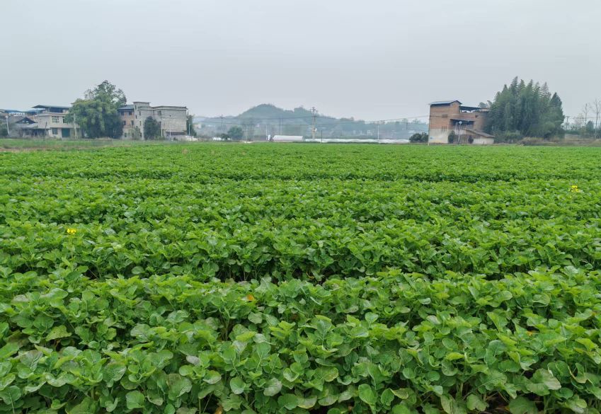 渝油342。市农业农村委供图