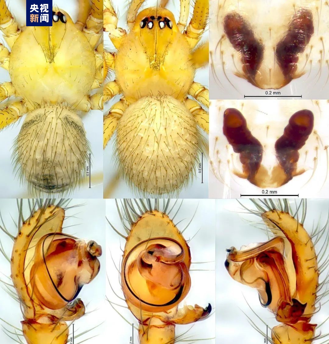 betway88西汉姆联