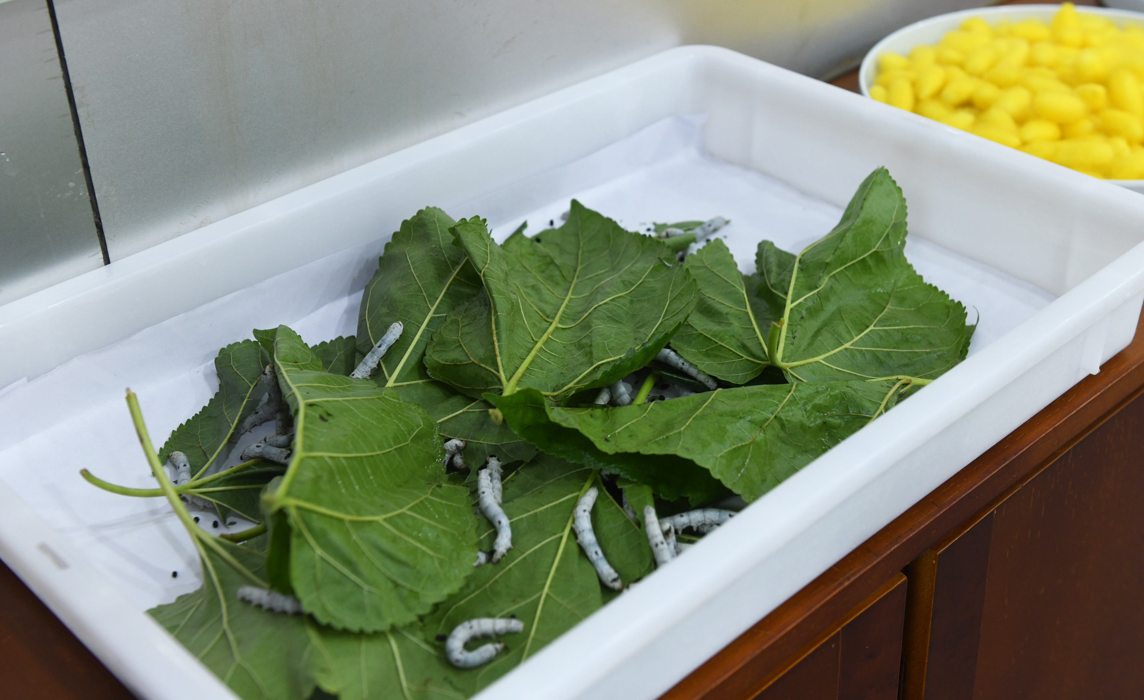 微信图片_20221010221601.jpg betway88西汉姆联